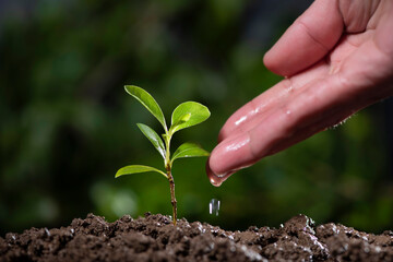 seed and planting concept with Male hand watering young tree over green background