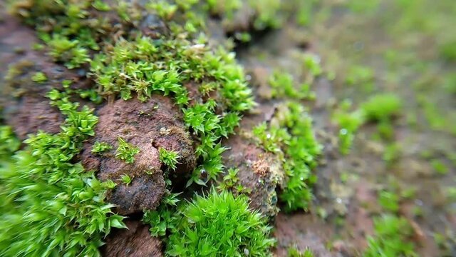 a small ants walking on the moss grass