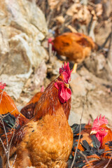 Big rooster in the farm