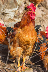 Big rooster in the farm