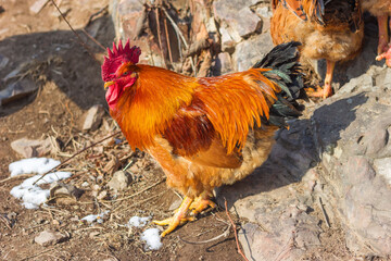 Big rooster in the farm