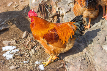 Big rooster in the farm