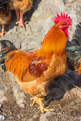 Big rooster in the farm