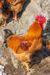 Big rooster in the farm