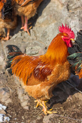 Big rooster in the farm