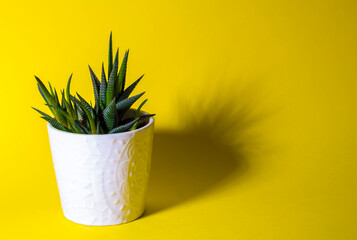 green succulent plant growing in white pot, houseplant in white pot stands on yellow uniform background, isolated, front view, copy space