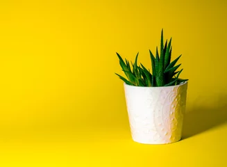 Fototapete Toilette green succulent plant growing in white pot, houseplant in white pot stands on yellow uniform background, isolated, front view, copy space  © VIK