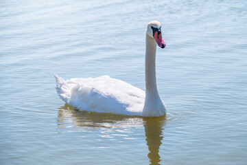 Obraz premium Graceful white Swan swimming in the lake, swans in the wild. Portrait of a white swan swimming on a lake.