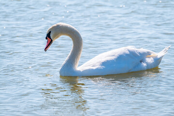 Graceful white Swan swimming in the lake, swans in the wild. Portrait of a white swan swimming on a lake.