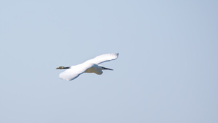The flight of the little egret.