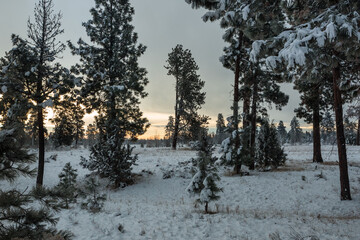 Snow-covered forest. A large clearing in the forest. The pink sky of dawn shines through the trees