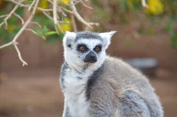 Naklejka premium Lovely lemur in the park