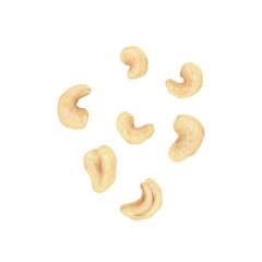 Cashew - colored pencil style -