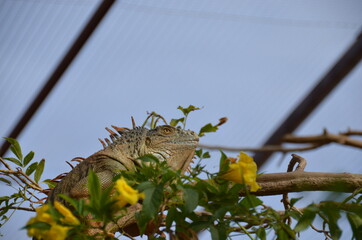 Iguana on a tree in the park