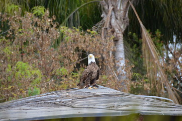Proud eagle on the roof of the house