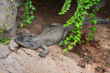 Big crocodile in the jungle