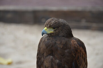 Fototapeta premium Formidable eagle in one of the parks