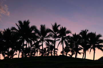 Fototapeta na wymiar Silhouette of a group of coconut trees in the evening, twilight sky and beautiful colors.