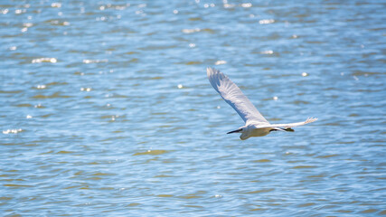 The flight of the little egret.