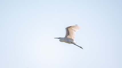 The flight of the little egret.