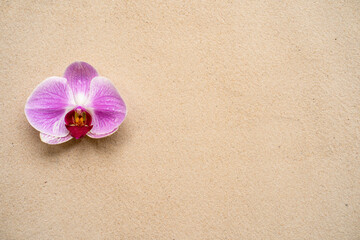 Fototapeta na wymiar Beautiful pink Blossem phalaenopsis orchid on sandy background.