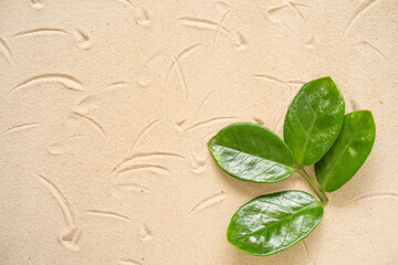 Zamioculcas leaves on textured sandy background.