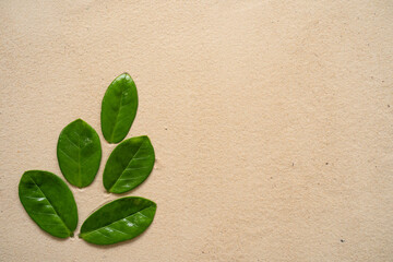 Zamioculcas leaves on sandy background.