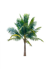 Fototapeta na wymiar Palm tree or Coconut tree ,a green leaf isolation for summer background ,relax and vacation holiday summer concept 
