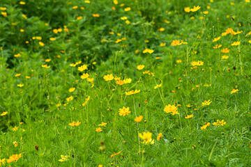 Yellow Cosmos flower