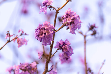 Beautiful Jacaranda obtusifolia flowers,Purple flowers are blooming beautifully in summer as a background.