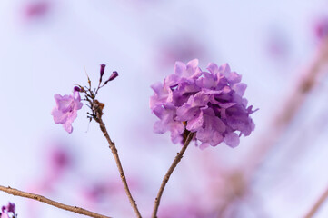 Beautiful Jacaranda obtusifolia flowers,Purple flowers are blooming beautifully in summer as a...