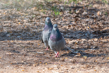 Mating games of a pair of pigeons