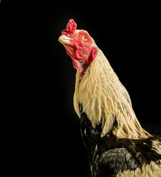 Fighter cock or rooster looking upward with aggression, rooster isolated, black background, cockfight.