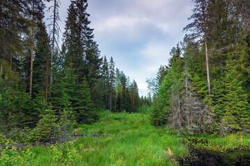 Fototapeta na wymiar The forest edge - Pine green trees forest nature landscape