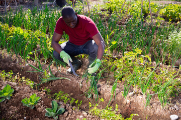African american man horticulturist working with green onion in garden outdoor