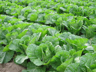 A field of growing Chinese cabbage.   