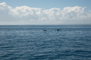 Fototapeta premium Humpback whale watching