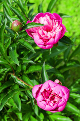 Pink peony flower on a bush with green leaves in the spring in the garden