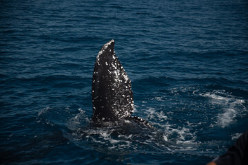 Humpback whale watching