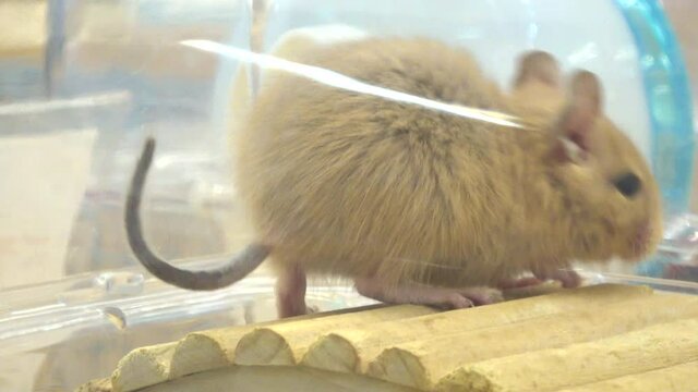 Common Degu, Octodon Degus playing around in the cage. Degu mouse. 4K. Close up. 