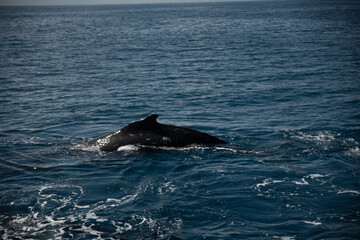 Fototapeta premium Humpback whale watching