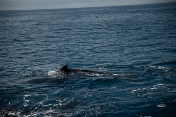 Humpback whale watching
