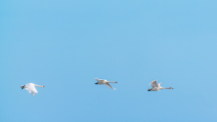 A flock of swans in flight