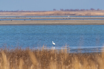 White heron on the lake