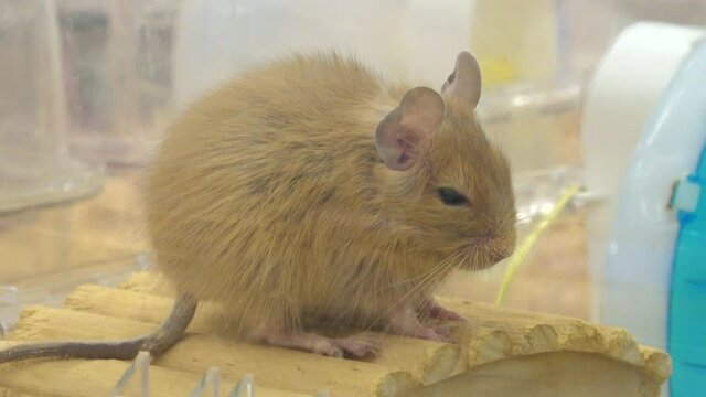 Common Degu, Octodon Degus resting in the cage. Cautious Degu mouse. 4K. Close up.