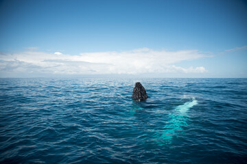 Fototapeta premium Whale Watching