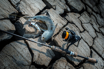 Polynemidae Fish catch with popper lure bait