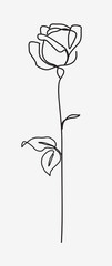 One line drawing. Garden rose with long stem and leaves. Hand drawn sketch. Vector illustration. 