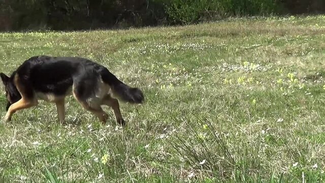 Hund schnuppert im Gras	