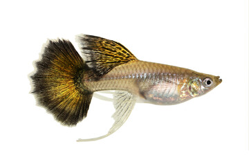 Fancy Guppy fish aquarium fish female Poecilia reticulata colorful freshwater fish